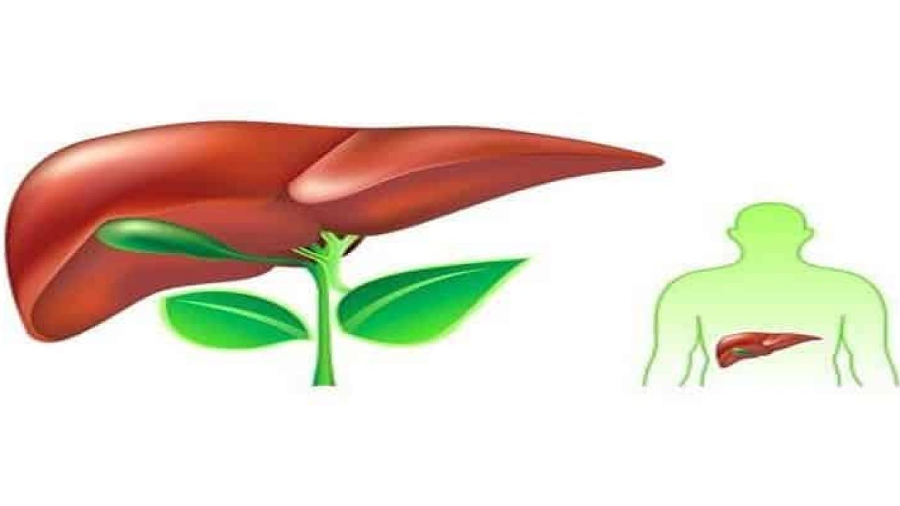 liver-1